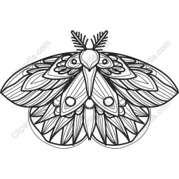 Elegant Moth
