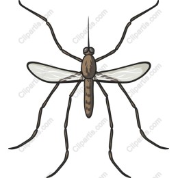 Mosquito