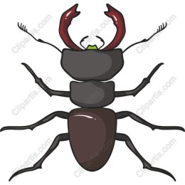 Elegant Beetle