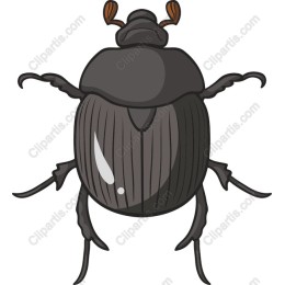 Beetle