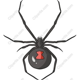 Black Widow Spider