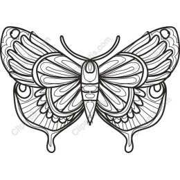 Elegant Butterfly