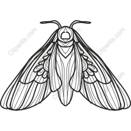 Elegant Moth