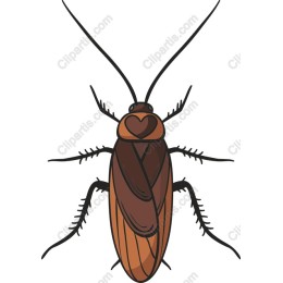 Charming Brown Cockroach