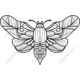 Elegant Moth