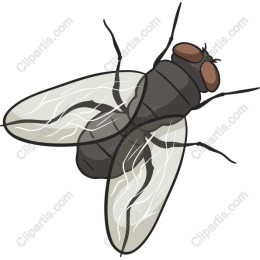 High-Quality Fly in and