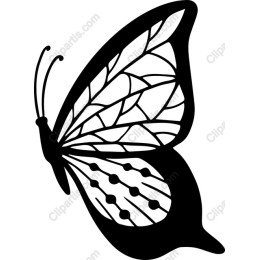 Elegant Butterfly