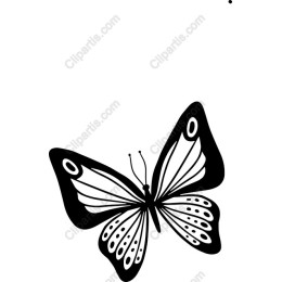 Elegant Butterfly