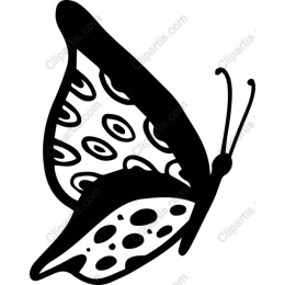 Elegant Butterfly