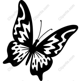 Black and White Butterfly