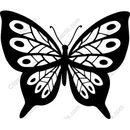 Elegant Black and White Butterfly