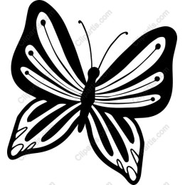 Elegant Black and White Butterfly