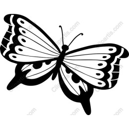 Elegant Butterfly