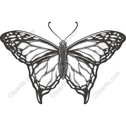 Elegant Butterfly