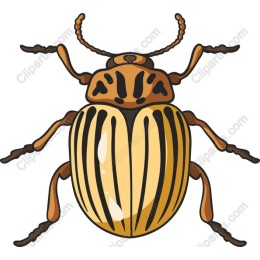 Vintage Beetle