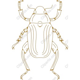 Beetle