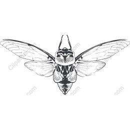 Cicada