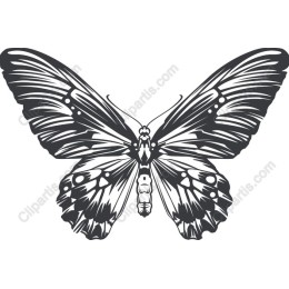 Elegant Butterfly