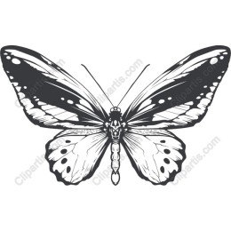 Elegant Butterfly