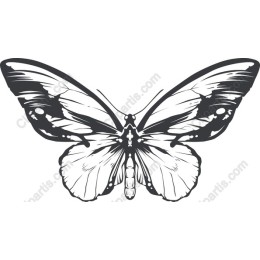 Elegant Butterfly