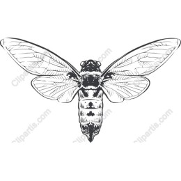 Cicada - Elegant and Detailed