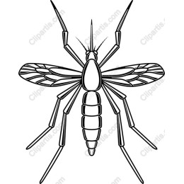 Intricate Mosquito