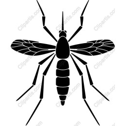 Elegant Mosquito
