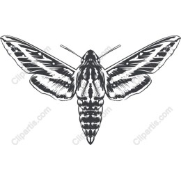 Elegant Moth