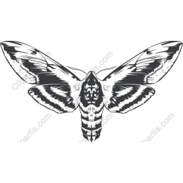 Elegant Moth