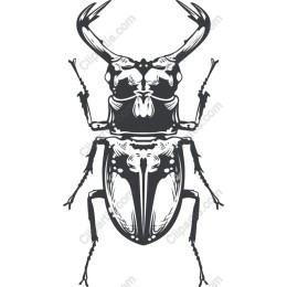 Stylized Beetle