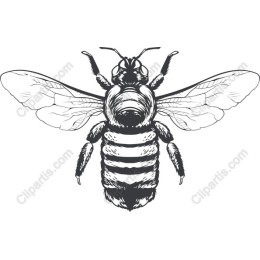 Stunning Bee