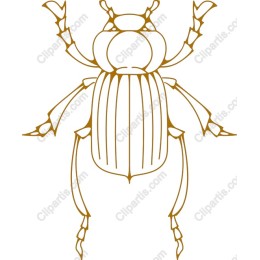 Elegant Beetle