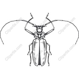 Beetle
