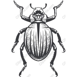 Beetle