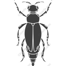 Elegant Bug