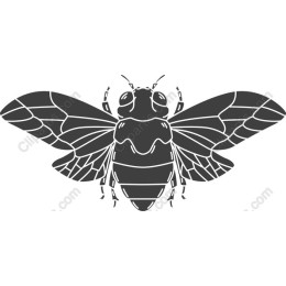 Cicada