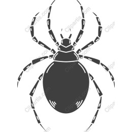 Premium Spider