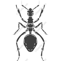Black Ant