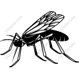Intricate Mosquito