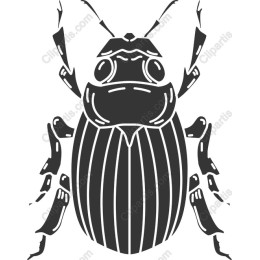 Beetle - Clipart