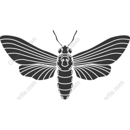 Elegant Moth