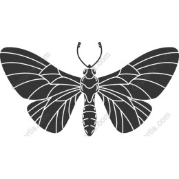 Elegant Moth
