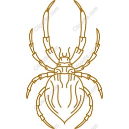 Elegant Spider