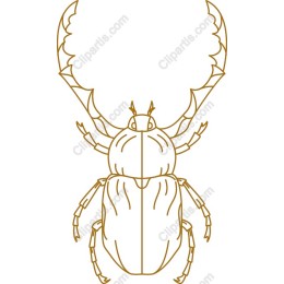 Golden Outline Beetle