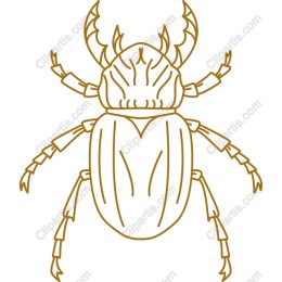 Elegant Beetle