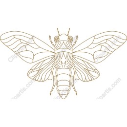 Elegant Cicada