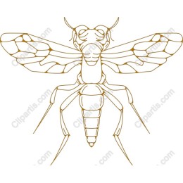 Cicada