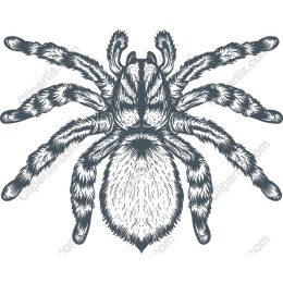 Intricate Tarantula