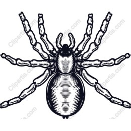  Spider
