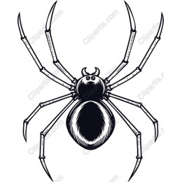 Intricate Spider